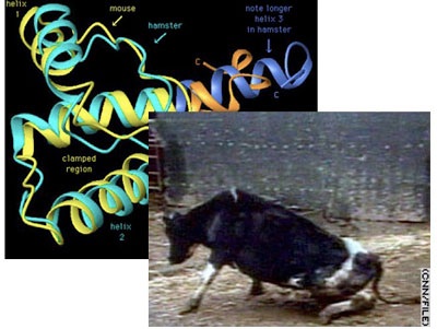   Disease on Prions And Mad Cow Disease